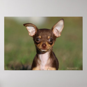 Affiches Chihuahua Puppy regarde l'appareil photo