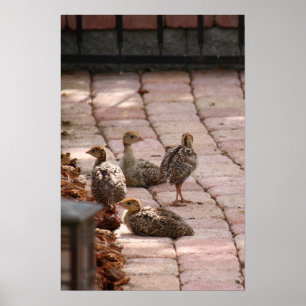 Affiches Chillin