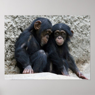 Affiches Chimpanzé002