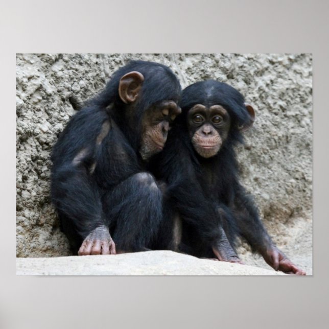 Affiches Chimpanzé002 (Devant)