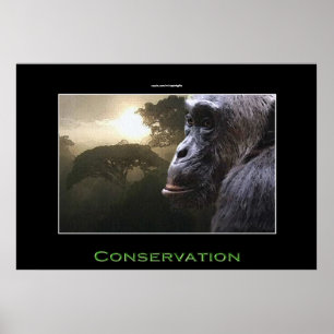 Affiches Chimpanzé CONSERVATION OEuvre d'art faunique