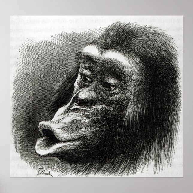 Affiches Chimpanzé déçu et Sulky (Devant)