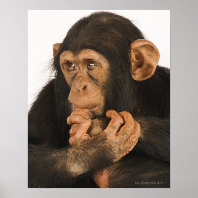 Affiches Chimpanzé (poêle troglodyte). Jeune joueur 2 (Devant)