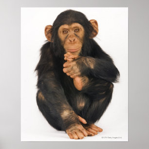 Affiches Chimpanzé (troglodytes de casserole)