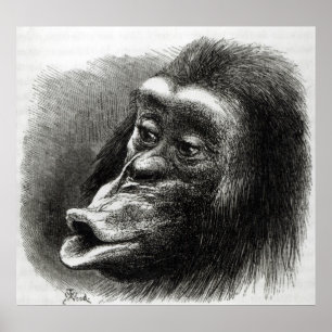 Affiches Chimpanzee Disappointed and Sulky