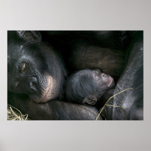 AFFICHES CHIMPANZEE MÈRE ET ENFANT