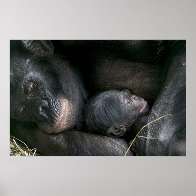 AFFICHES CHIMPANZEE MÈRE ET ENFANT (Devant)