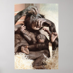 AFFICHES CHIMPANZEES
