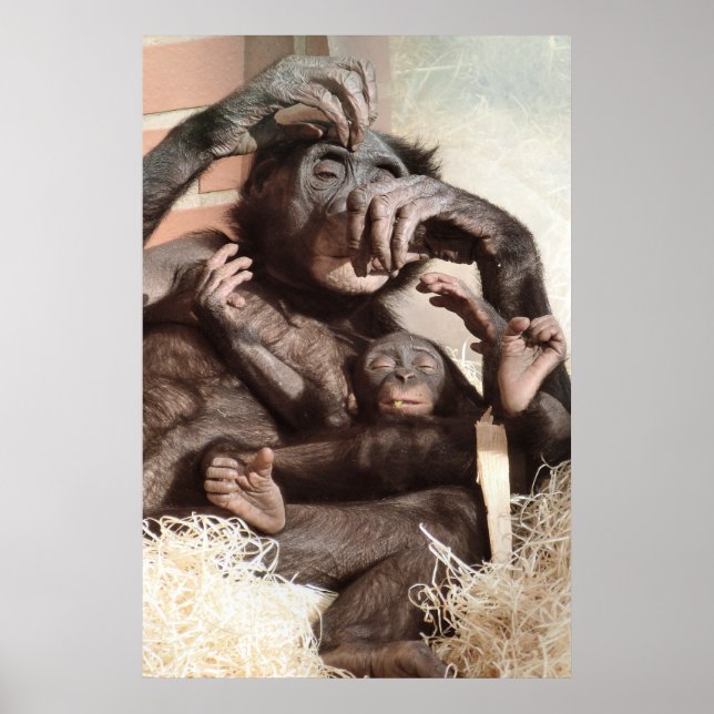 AFFICHES CHIMPANZÉS (Devant)