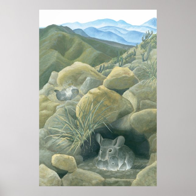 Affiches Chinchillas en pleine nature (Devant)