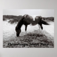 Chincoteague Island Pony