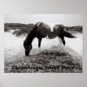 Affiches Chincoteague Island Pony