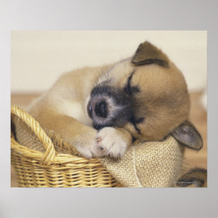 Affiches Chiot 3