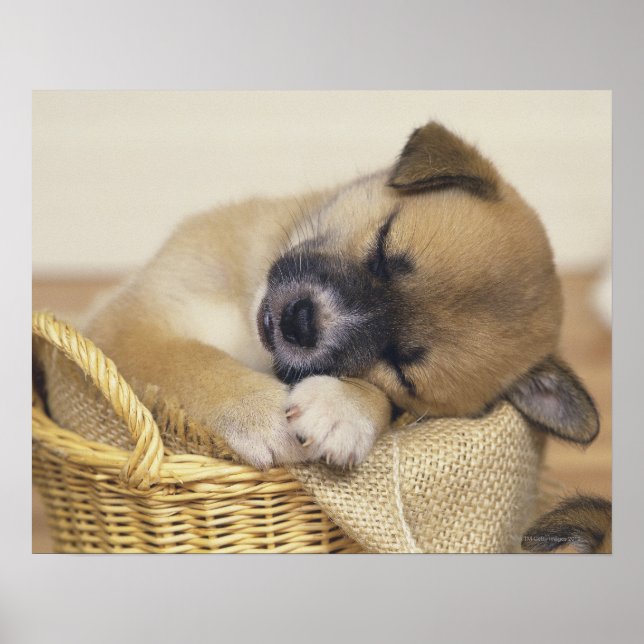 Affiches Chiot 3 (Devant)