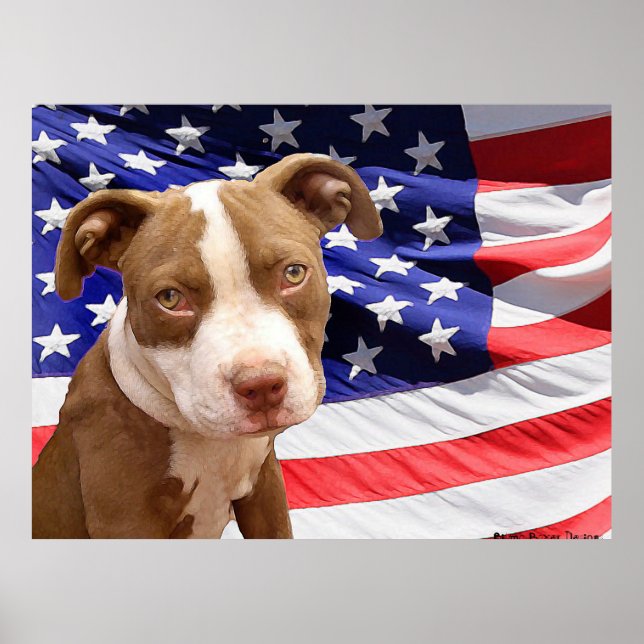 Affiches Chiot américain Pitbull (Devant)