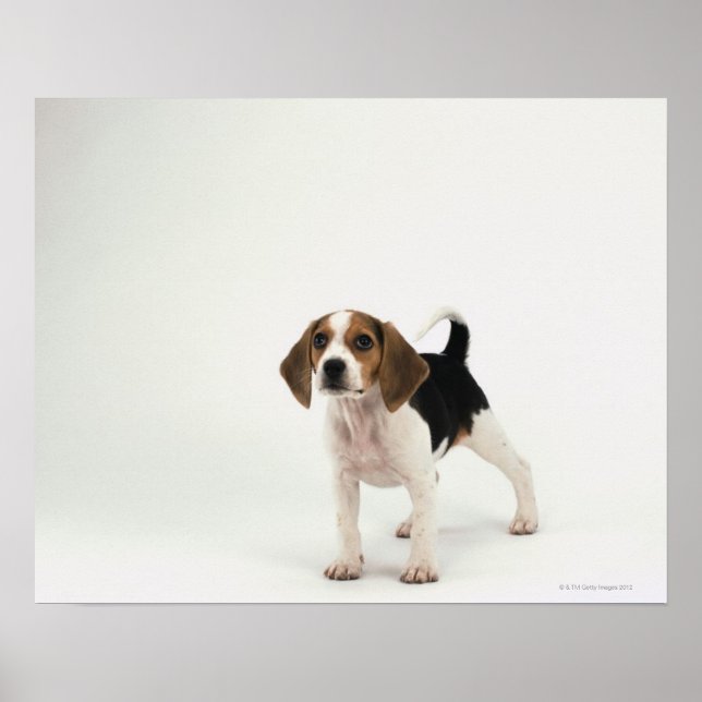 Affiches chiot beagle (Devant)