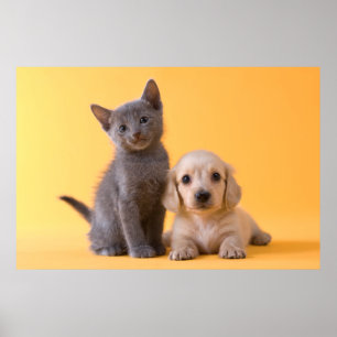 Affiches Chiot bleu russe de chaton et de teckel