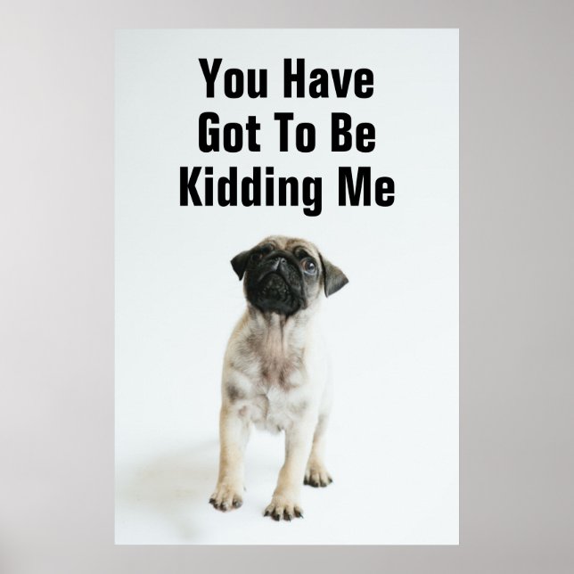 Affiches Chiot Carlin mignon (Devant)