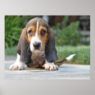 Affiches Chiot de Basset Hound