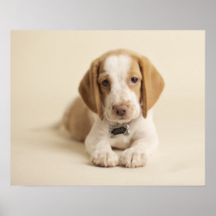 Affiches Chiot de beagle