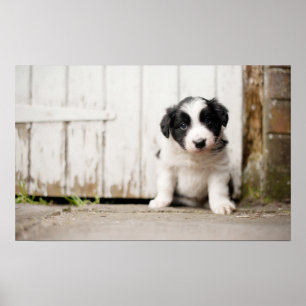 Affiches Chiot de border collie