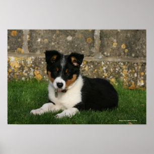 Affiches Chiot de border collie avec la feuille dans la