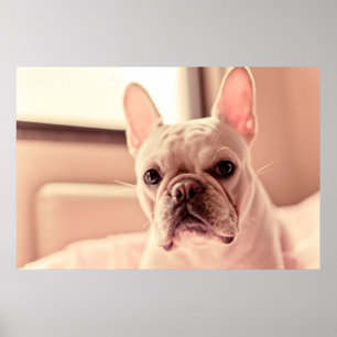Affiches Chiot de bouledogue français