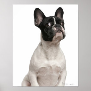 Affiches Chiot de bouledogue français (5 mois)