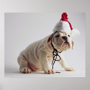 Affiches Chiot de bouledogue utilisant le casquette de Père