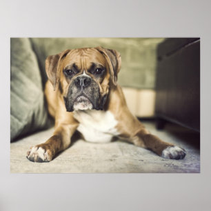 Affiches Chiot de boxeur de faon