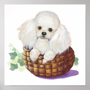 Affiches Chiot de caniche blanc en panier