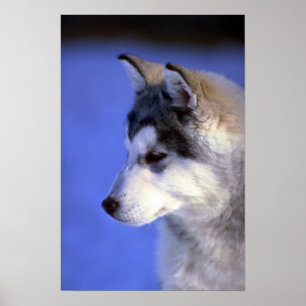 Affiches Chiot de chien de traîneau sibérien
