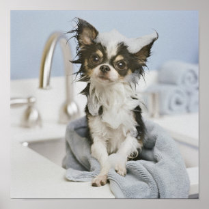 Affiches Chiot de chiwawa enveloppé dans une serviette
