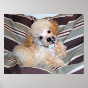 Affiches Chiot de fantaisie. .talking de caniche d'abricot