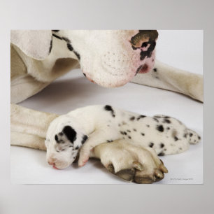 Affiches Chiot de great dane de harlequin dormant sur la