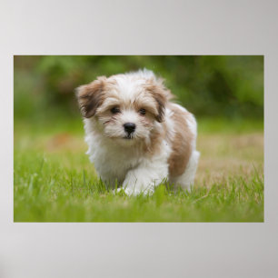 Affiches Chiot de Havanese