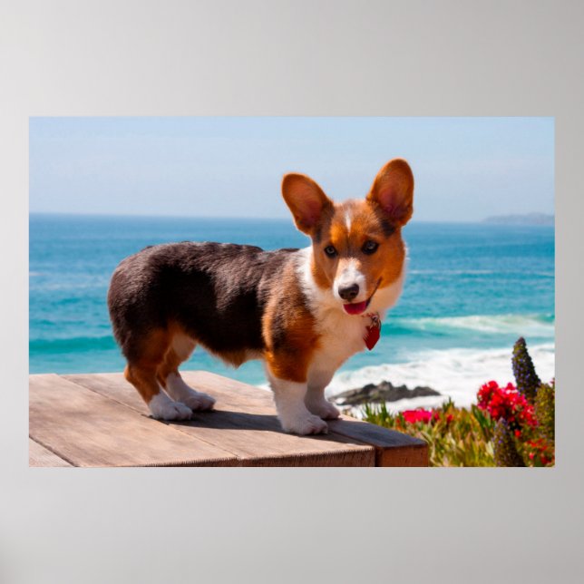 Affiches chiot de Pembroke Welsh Corgi debout sur une table (Devant)