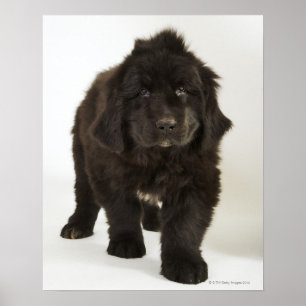 Affiches chiot de Terre-Neuve, prise de vue en studio