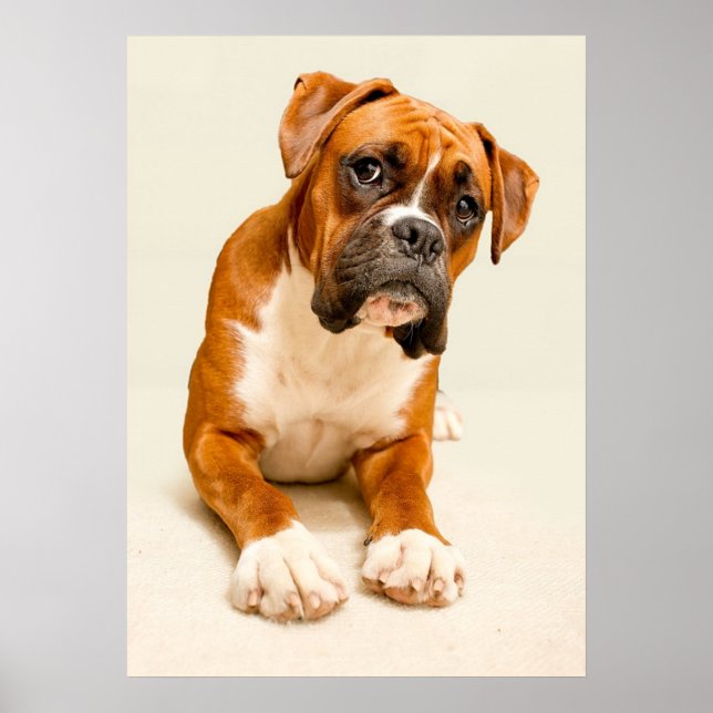Affiches Chiot en boîte sur fond de crème ivoire. (Devant)