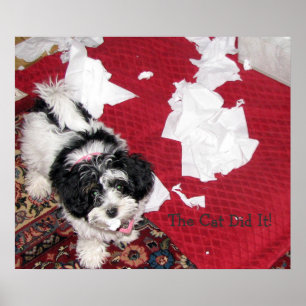 Affiches Chiot Havanais