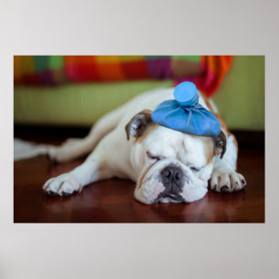 Affiches Chiot malade des images   de Getty jeune