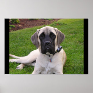 Affiches Chiot mastiff anglais