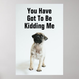 Affiches Chiot mignon de carlin