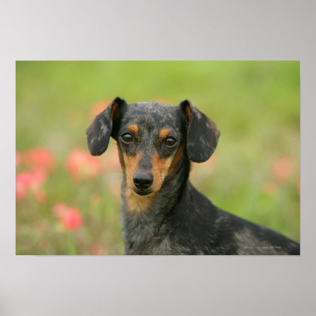 Affiches Chiot miniature à poil lisse en regard (Devant)