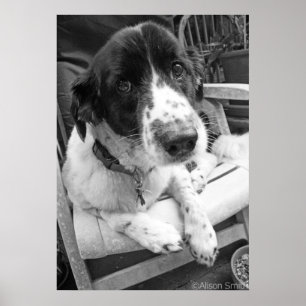 Affiches Chiot triste