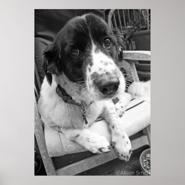 Affiches Chiot triste (Devant)