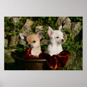 Affiches Chiots de chiwawa