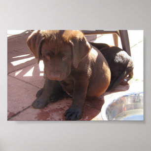 Affiches Chiots de Labrador de chocolat