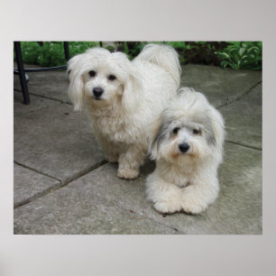 Affiches Chiots en huile