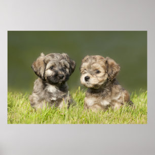 Affiches Chiots havanais